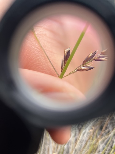 iNaturalist observation photo of melicgrasses