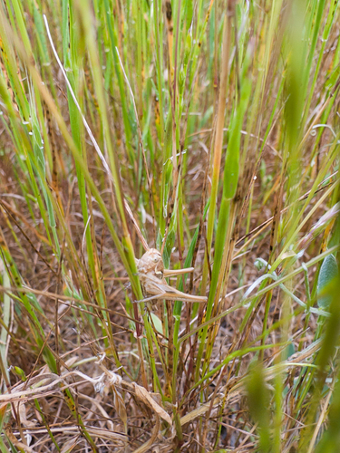 iNaturalist observation photo of Platycleidini
