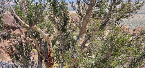 elephant tree
