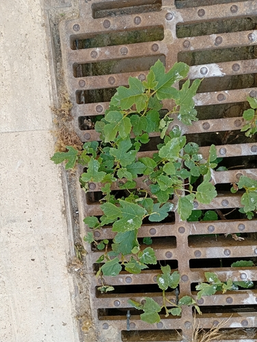 common fig