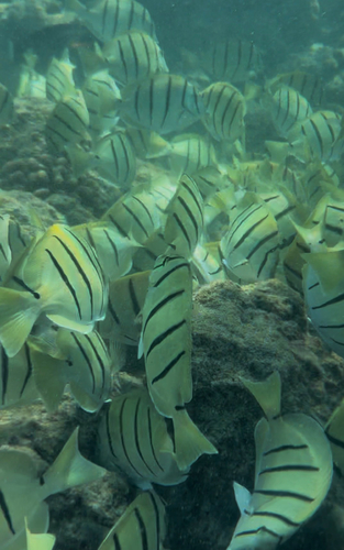 Acanthurus sandvicensis