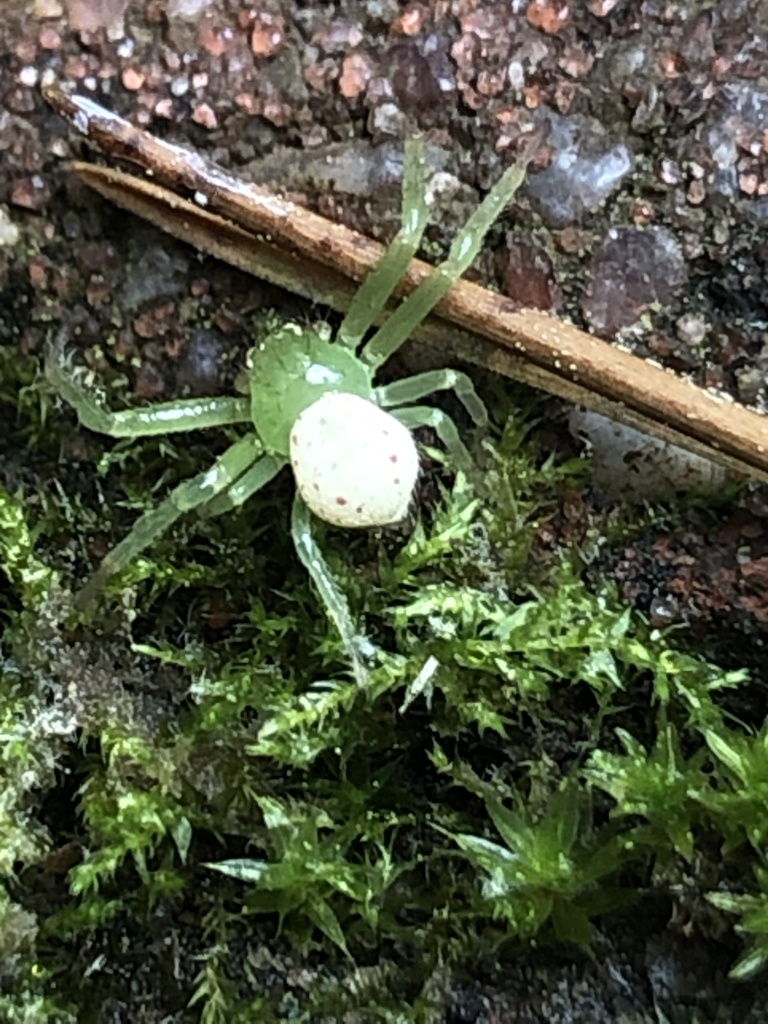 American Green Crab Spider from Bastille St, Brandon, MS, US on March