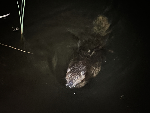 animal observation 2