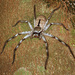 Grey Huntsman Spider - Photo (c) Jean Roger, all rights reserved, uploaded by Jean Roger