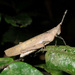 Desmoptera truncatipennis - Photo (c) Jean Roger, all rights reserved, uploaded by Jean Roger