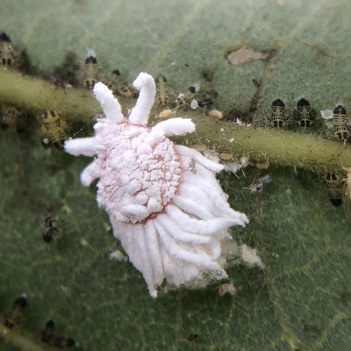 breadfruit mealybug