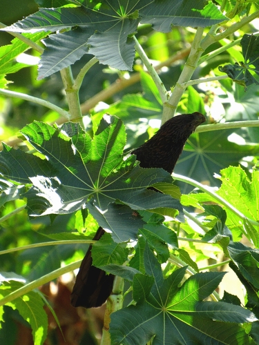 Smooth-billed Ani