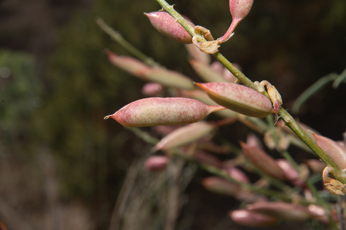 sleeping Ute milkvetch (Astragalus tortipes)