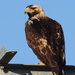 Spanish Eagle - Photo (c) Carlos N. G. Bocos, all rights reserved, uploaded by Carlos N. G. Bocos