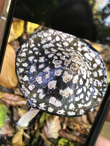 Magpie Inkcap