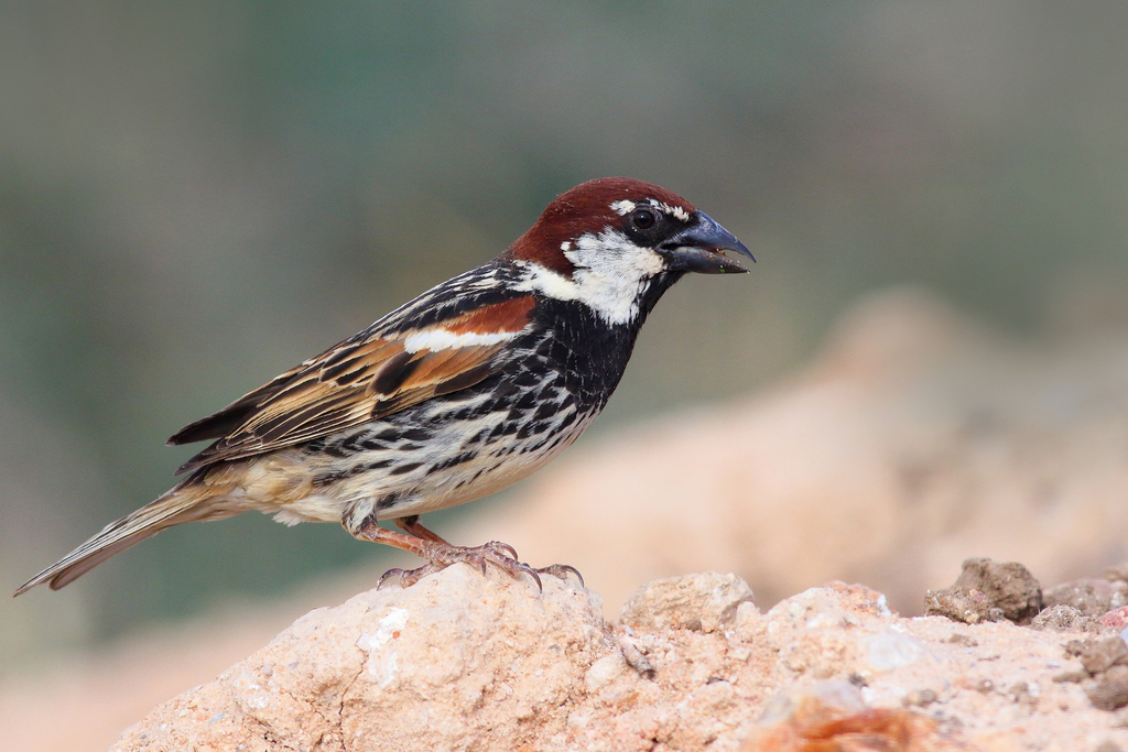 Spanish Sparrow (Passer hispaniolensis) photo