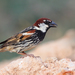 Western Spanish Sparrow - Photo (c) Carlos N. G. Bocos, all rights reserved, uploaded by Carlos N. G. Bocos