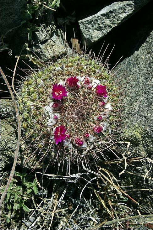 Mammillaria craigii  iNaturalist