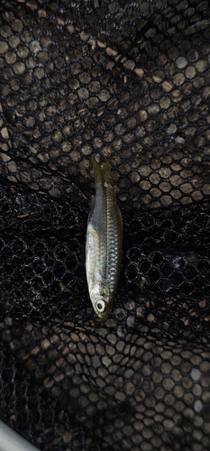 Pale Rasbora