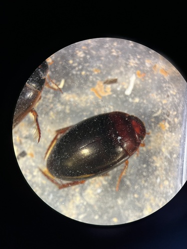 Platambus semivittatus