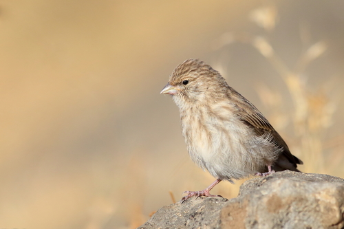 Crithagra menachensis