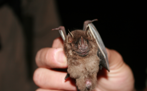 Aztec Fruit-eating Bat