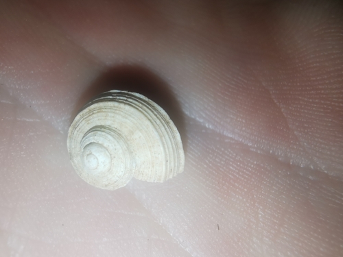 Tropidophora desmazuresi