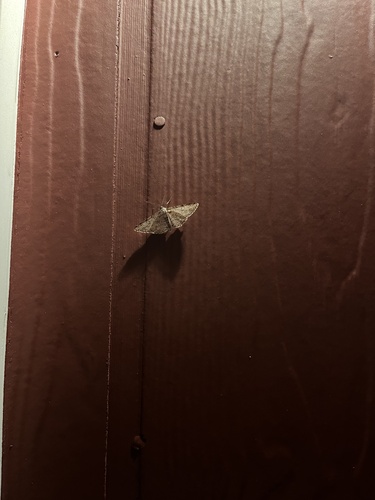 iNaturalist observation photo of Cutworm Moths and Allies