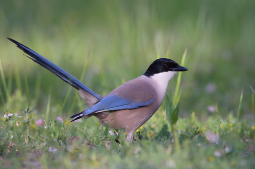 Iberian Magpie