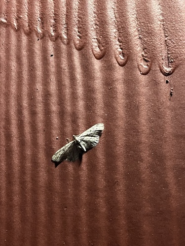 iNaturalist observation photo of Pug Moths