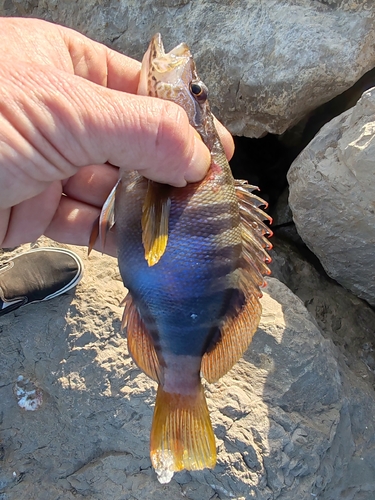 Serranus scriba
