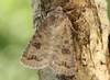 Mottled Rustic - Photo (c) David Beadle, all rights reserved, uploaded by David Beadle