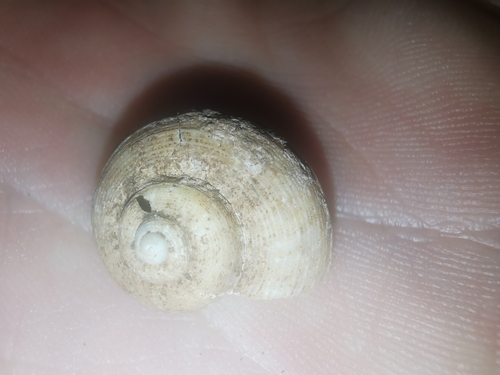 Tropidophora eugeniae