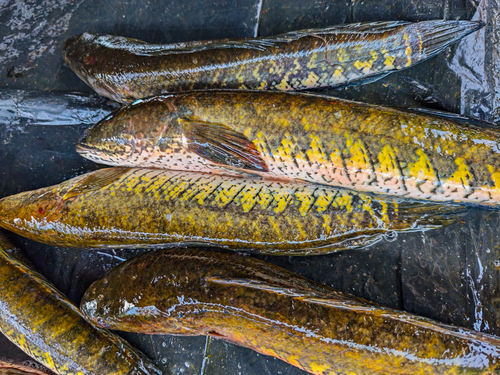Striped Snakehead