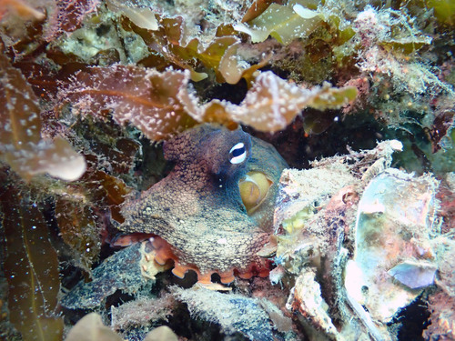 Octopus tetricus
