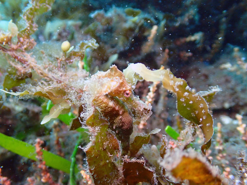Hippocampus whitei
