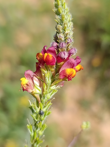 pineneedle toadflax