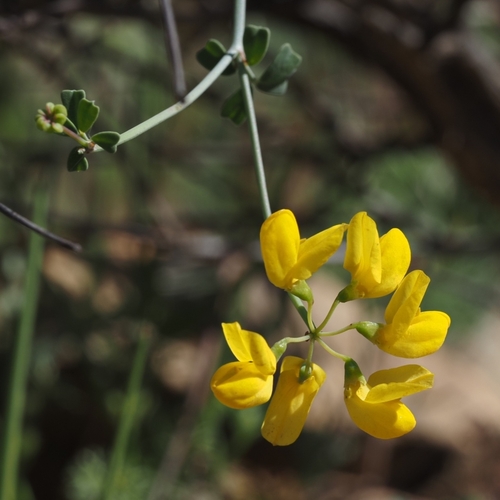 Coronilla ramosissima