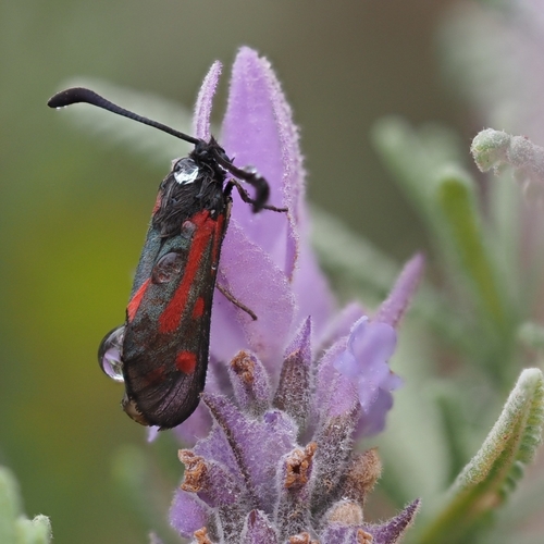 Zygaena favonia