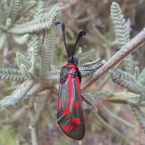 Zygaena loyselis