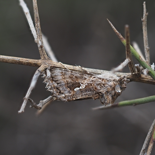 Cabbage Looper Moth