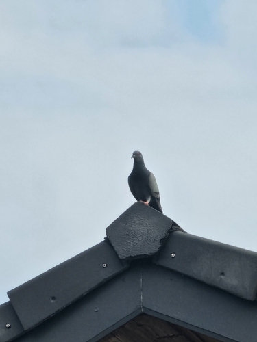 Feral Pigeon