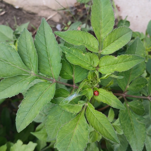 Six-spotted Zigzag Ladybird