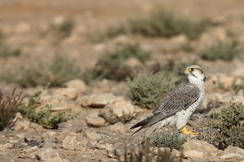 Lanner Falcon