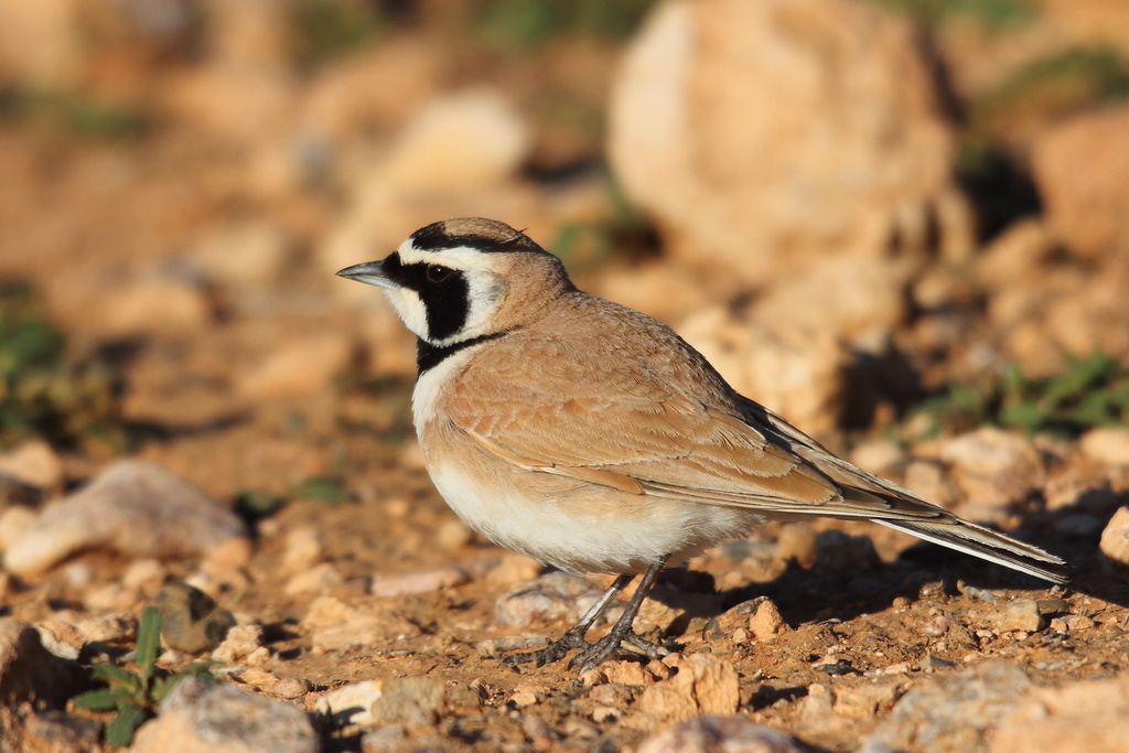 Temminck's Lark (Eremophila bilopha) photo