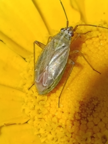 Thermocoris munieri