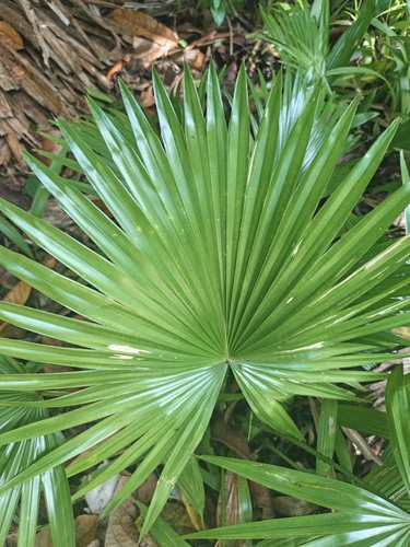 footstool palm