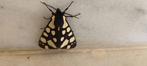 Cream-spot Tiger