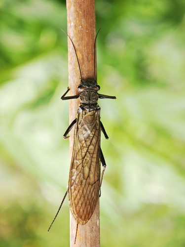 Perla abdominalis