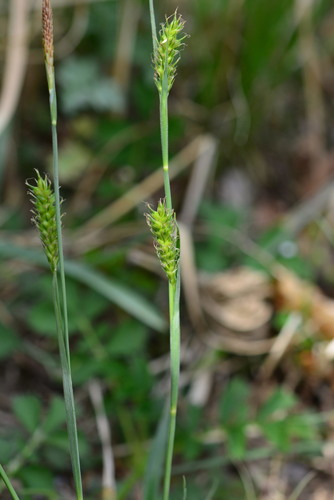 Carex sampsonii