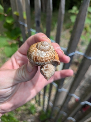 Helix pomatia