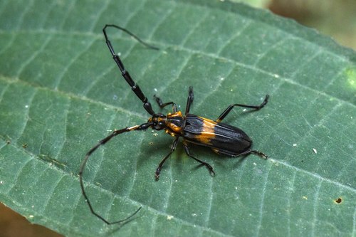 Batus hirticornis (Gyllenhal, 1817)