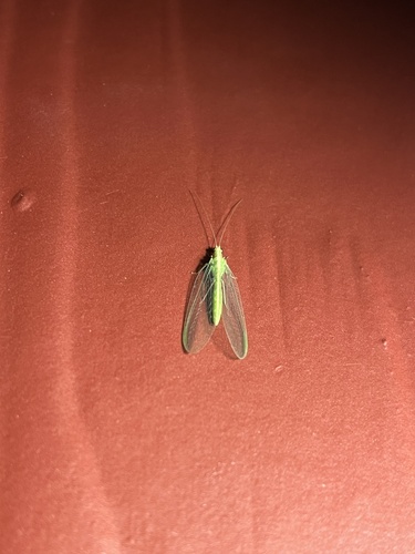 iNaturalist observation photo of Chrysopini