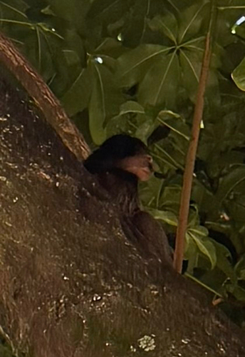 Black-tufted-ear Marmoset