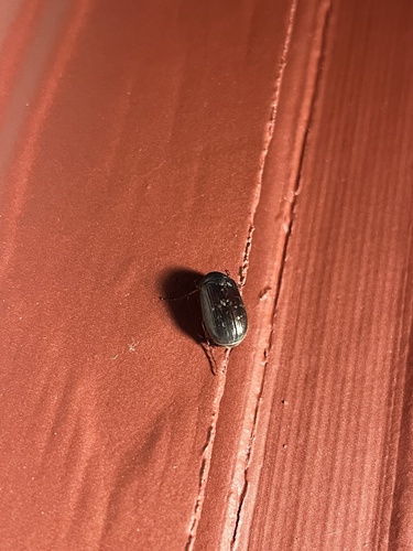 iNaturalist observation photo of Scarabs, Stag Beetles, and Allies